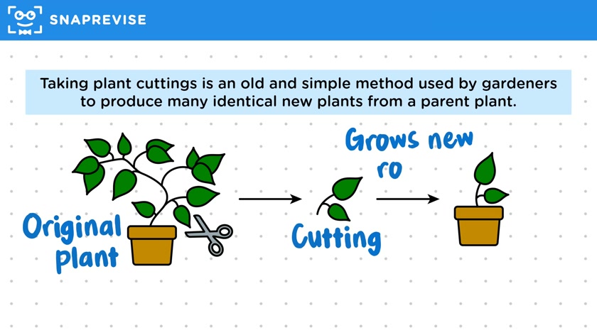 Plant Cuttings