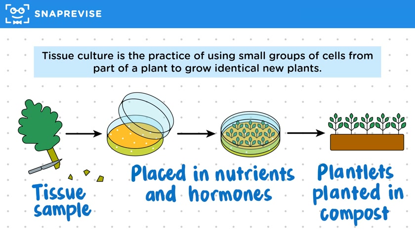 Tissue Culture