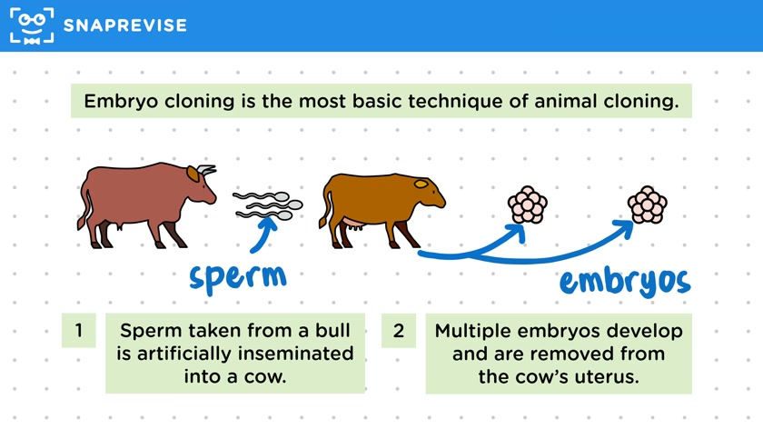 Embryo Transplants