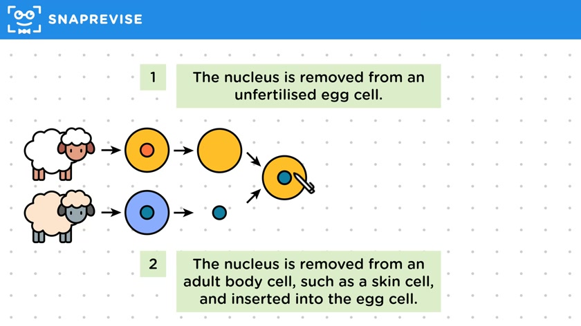 Adult Cell Cloning