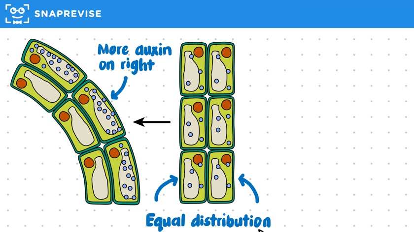Auxin