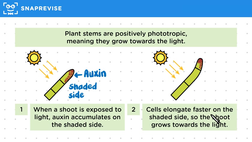 Phototropism