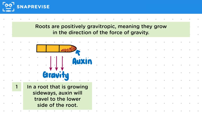 Gravitropism