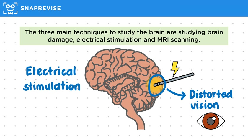 Studying the Brain