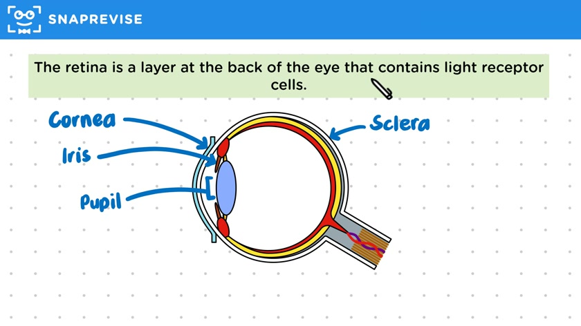 Eye Structure