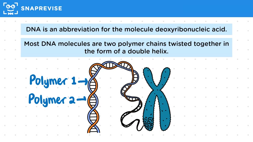 DNA