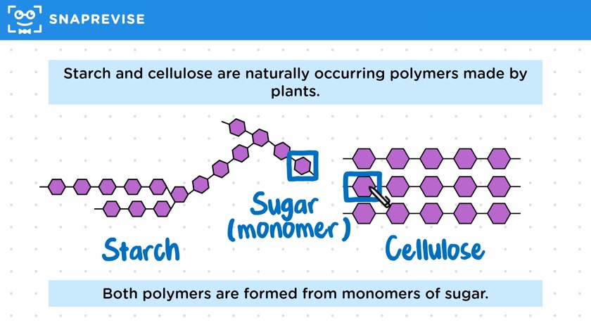 Starch & Cellulose
