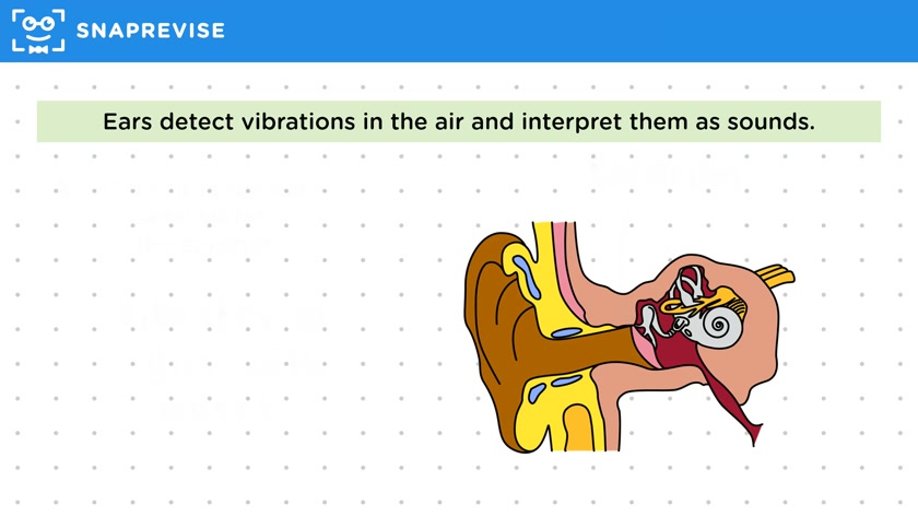 Hearing Sound