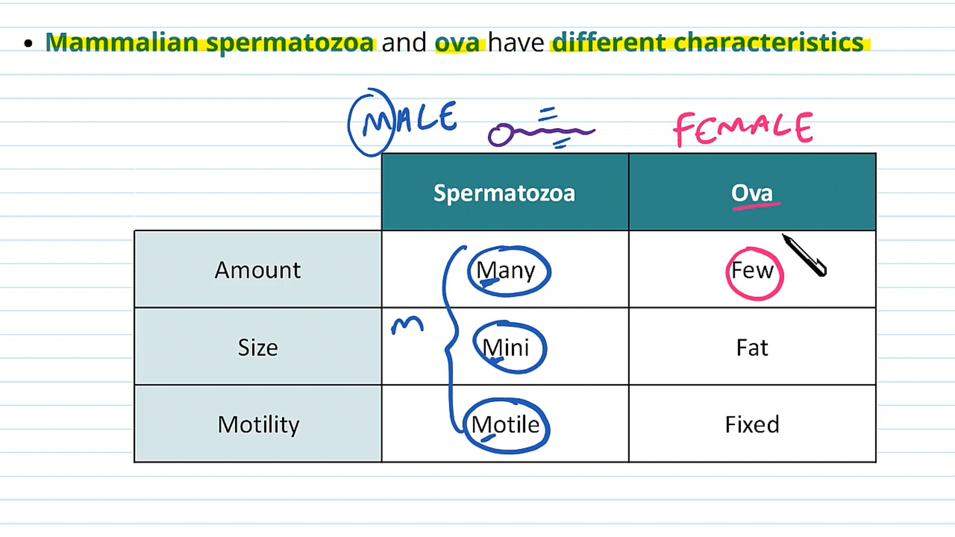 Adaptations of Mammalian Gametes