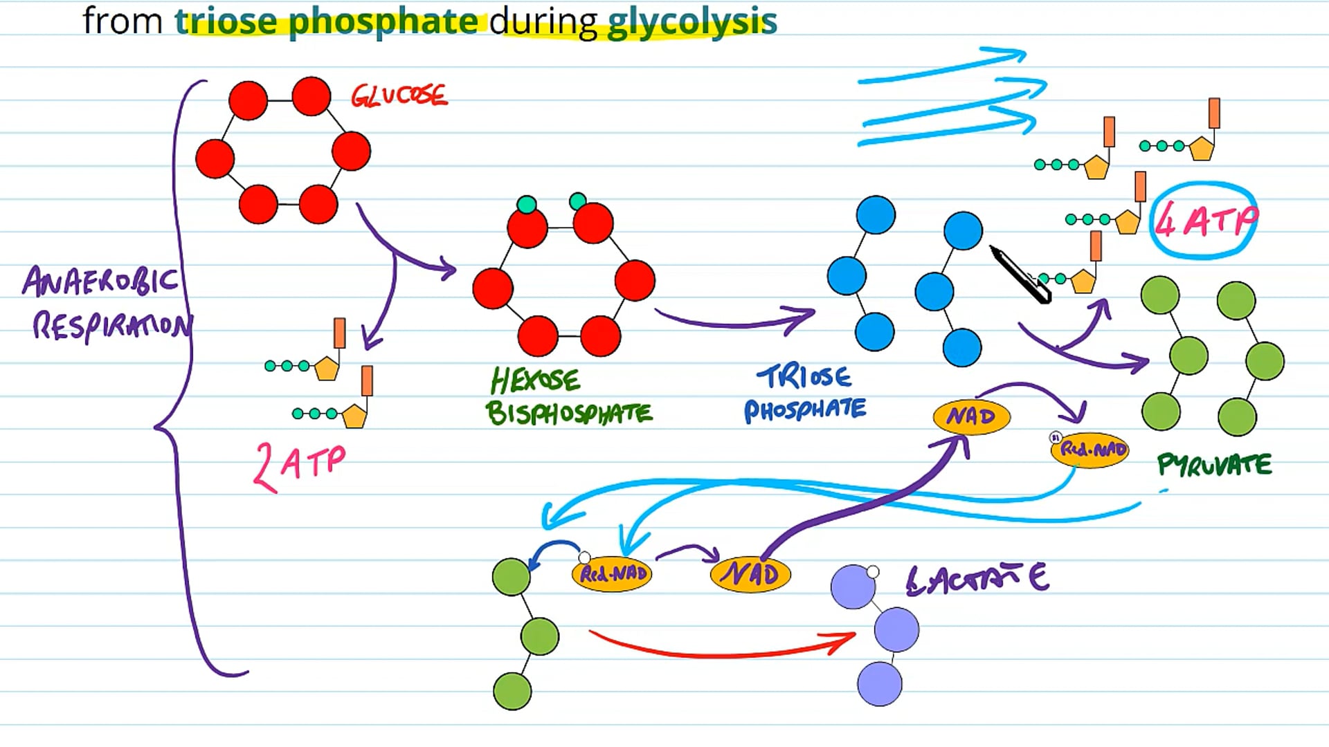 Anaerobic Respiration in Mammals, Plants and Fungi