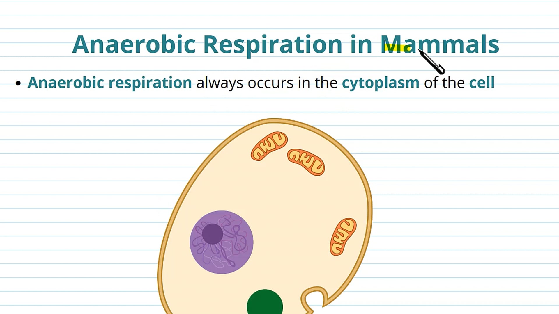 Anaerobic Respiration in Mammals, Plants and Fungi