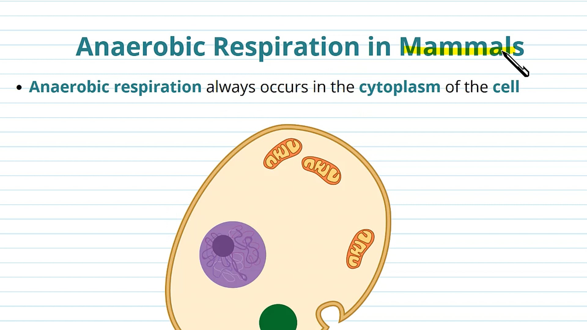 Anaerobic Respiration in Mammals, Plants and Fungi