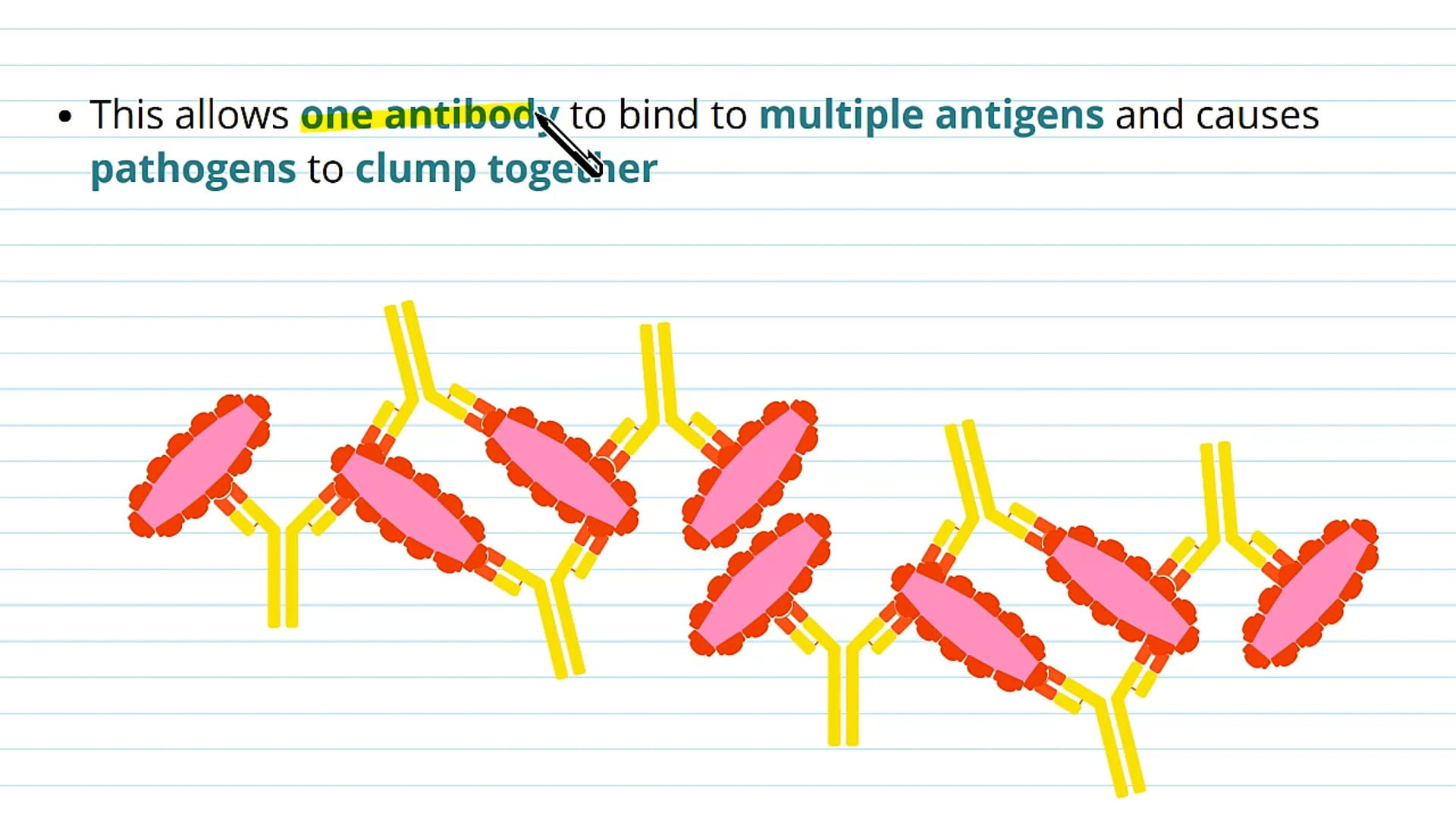 Antibodies