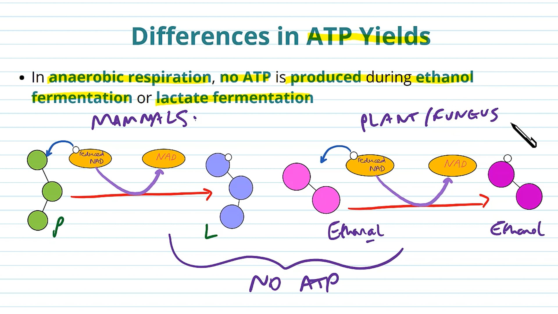 ATP Yields