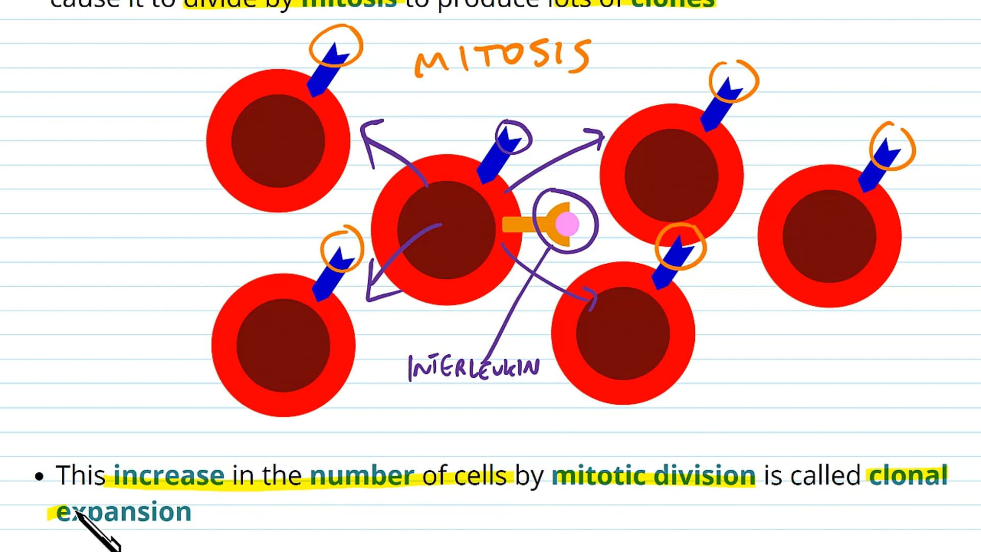 B and T Lymphocytes