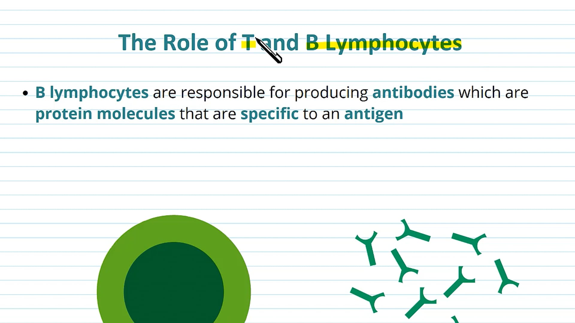 B and T Lymphocytes