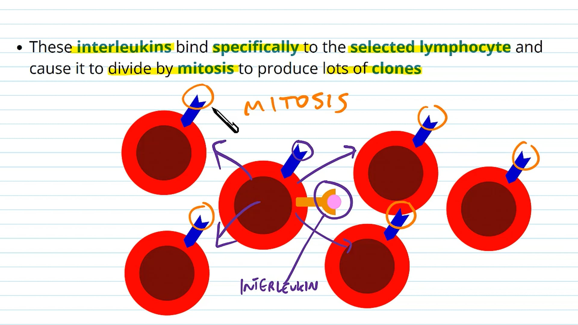 B and T Lymphocytes