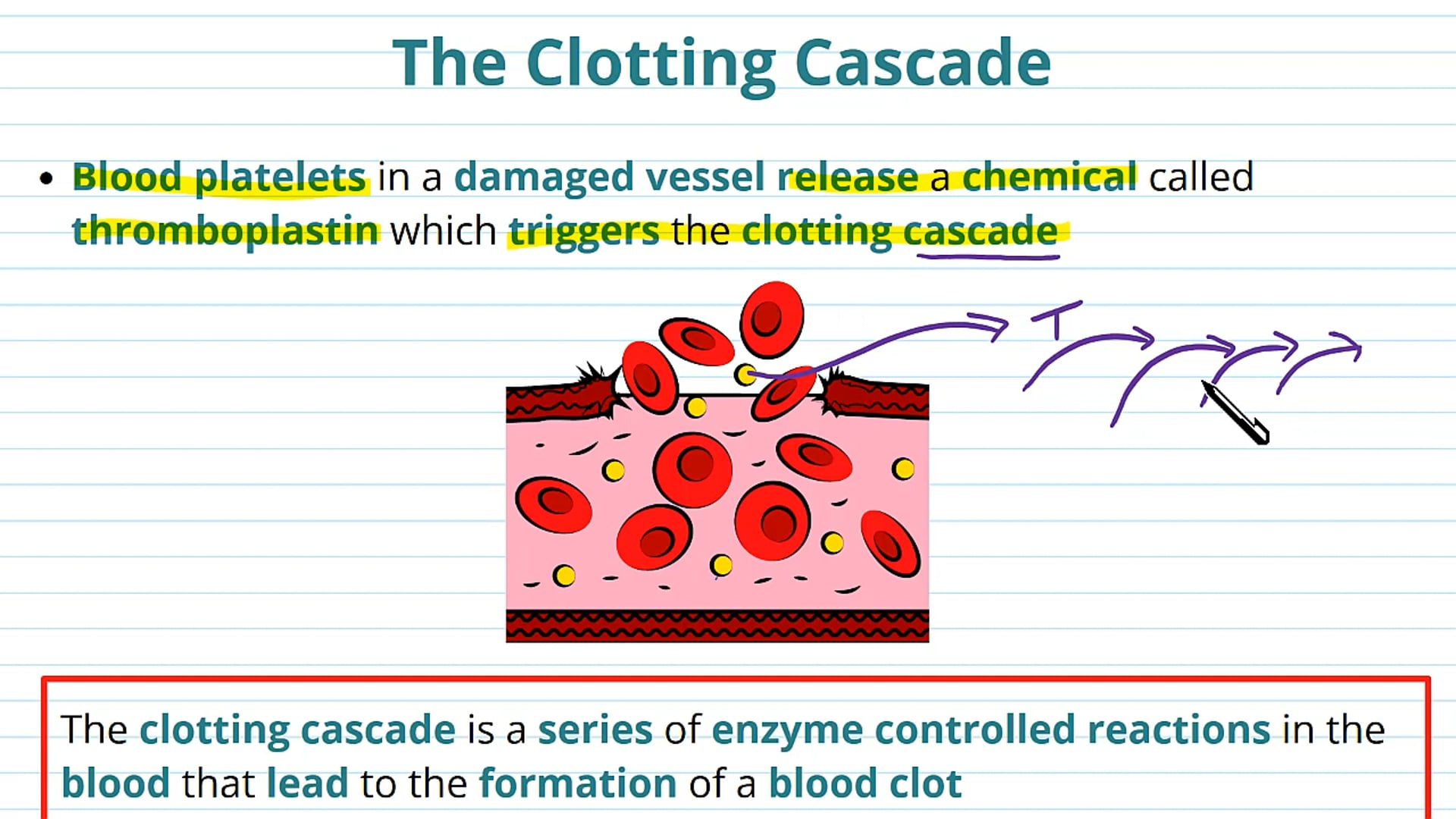 Blood Clotting