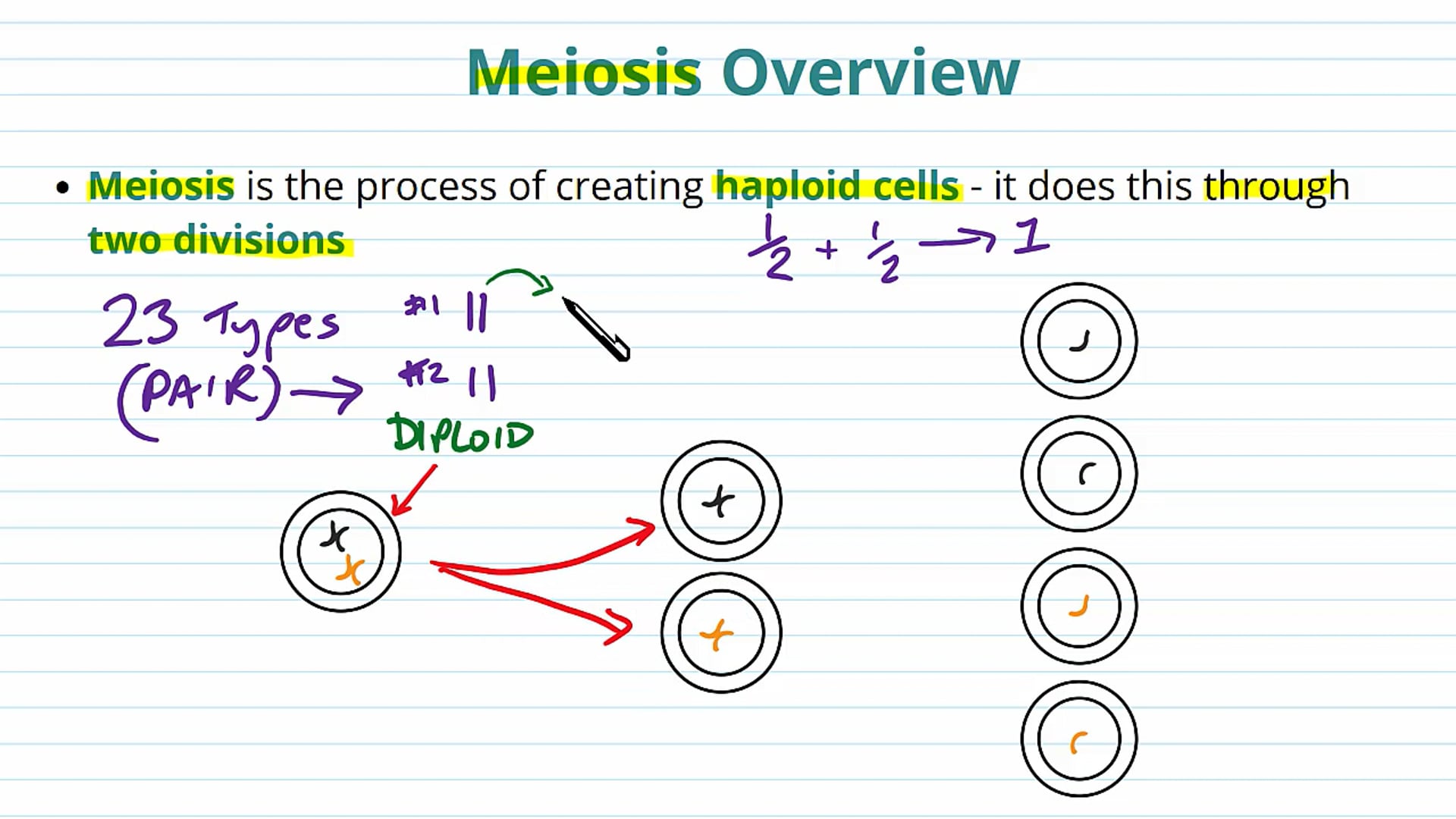 Cell Division by Meiosis