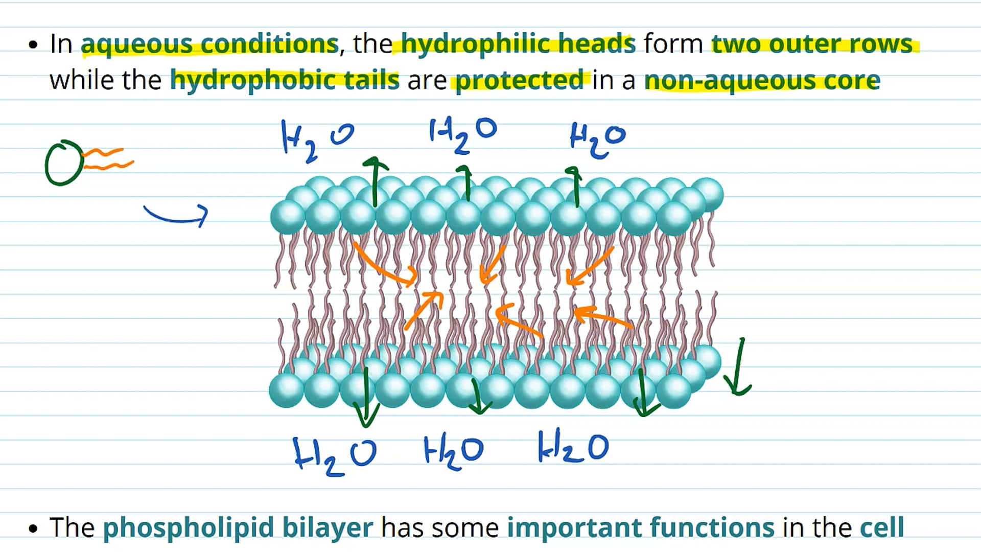 Cells Membranes and the Phospholipid Bilayer