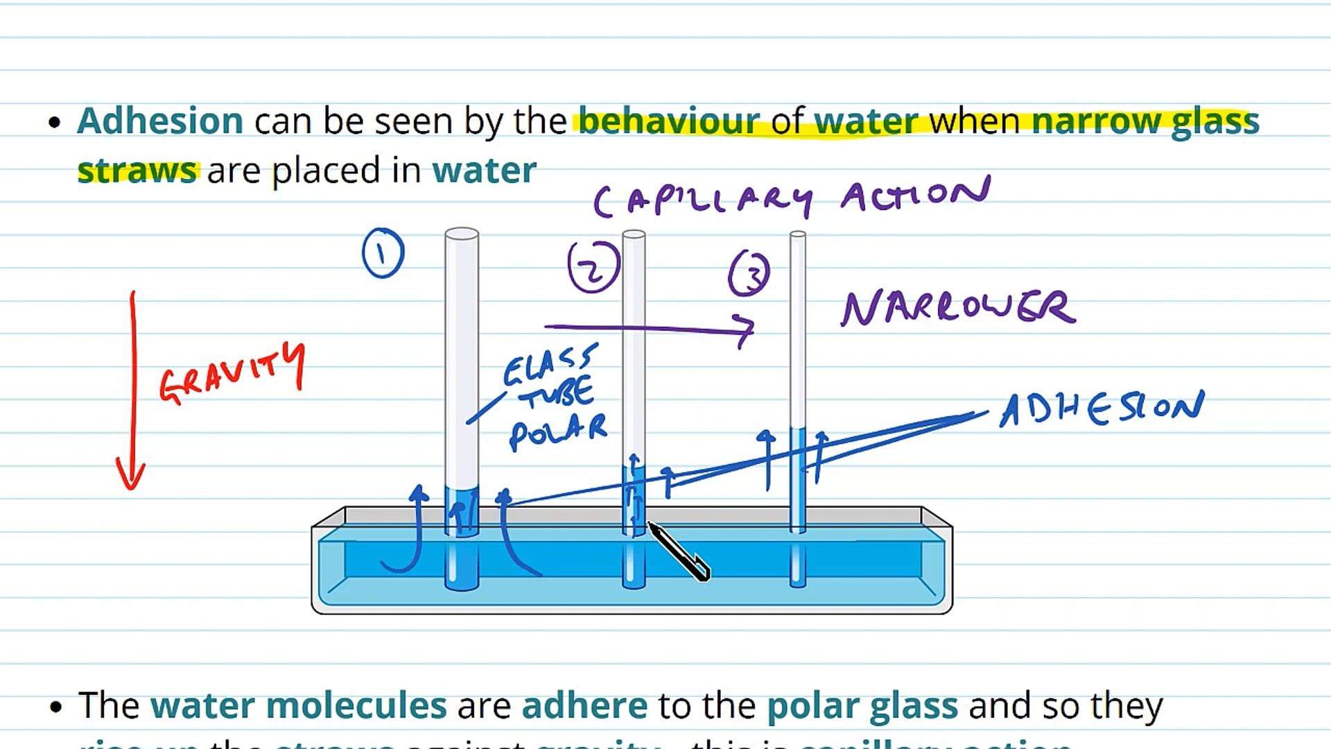 Cohesion of Water