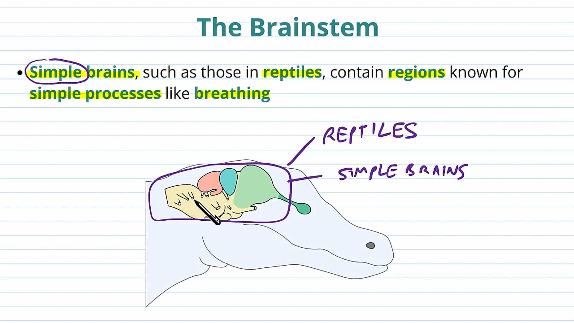 Deep Brain Structures