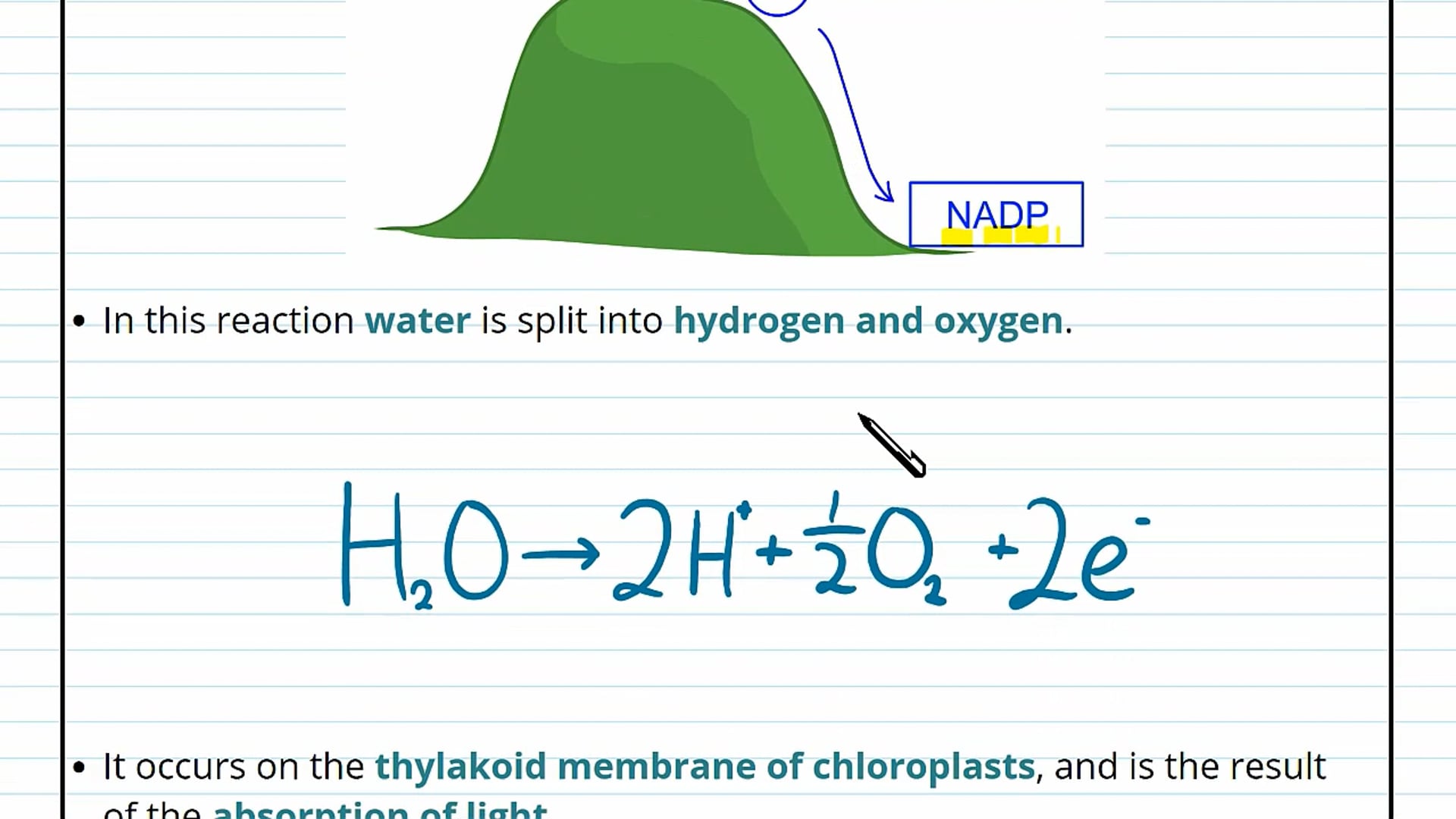 Dehydrogenase Activity Background