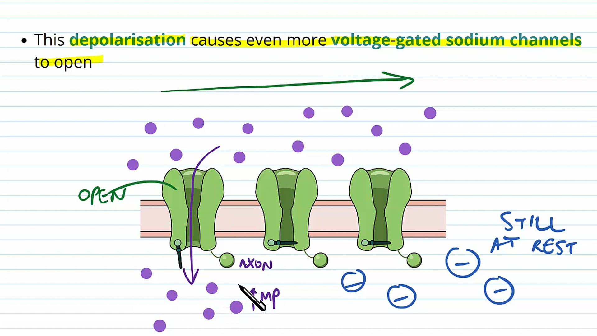 Depolarisation and Repolarisation in the Action Potential