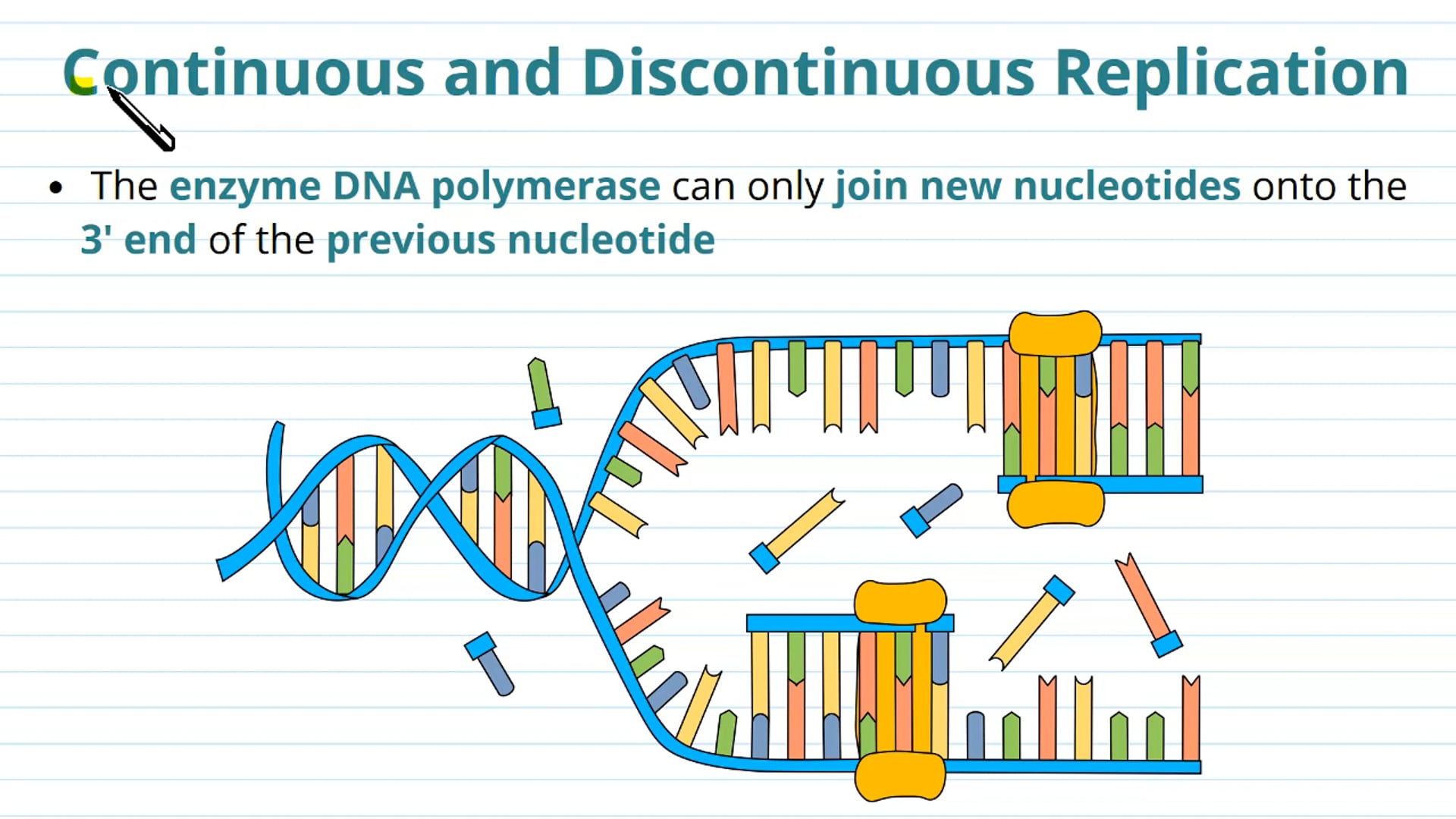 DNA Replication and Possible Errors