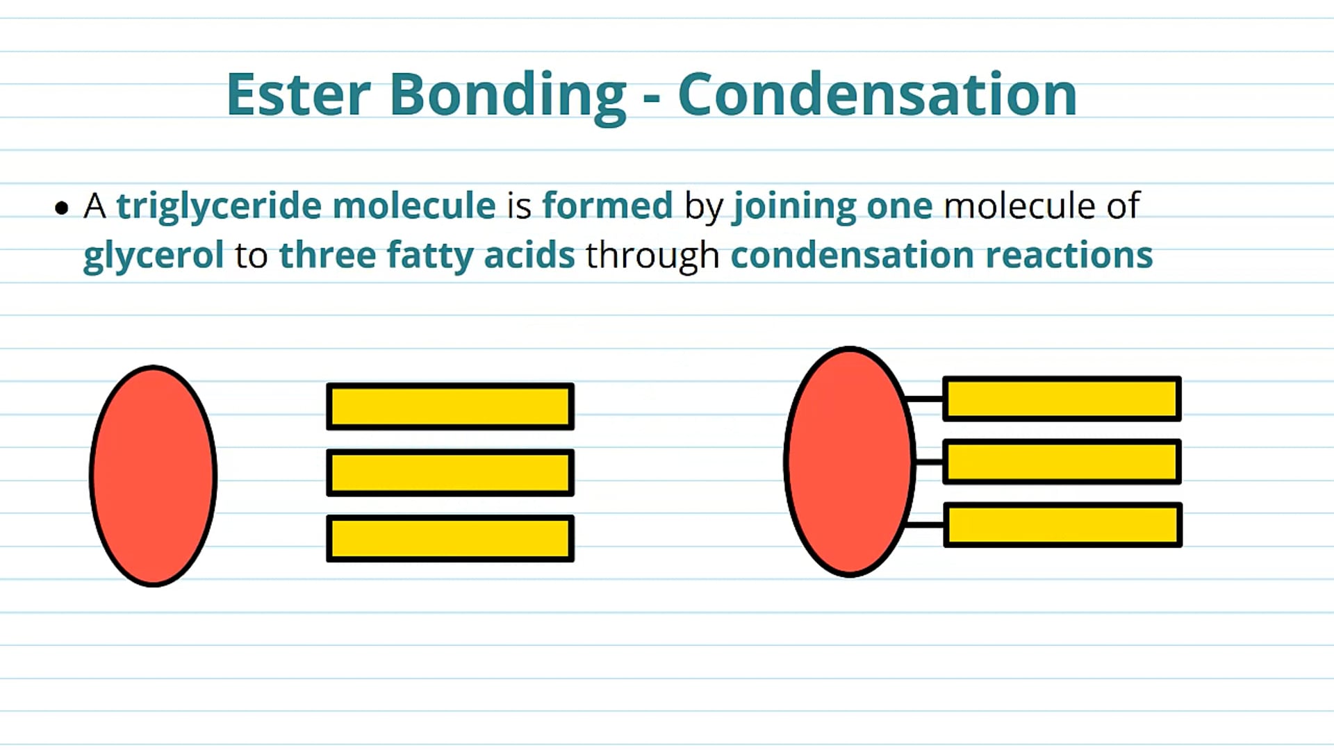 Ester Bonding in Triglycerides