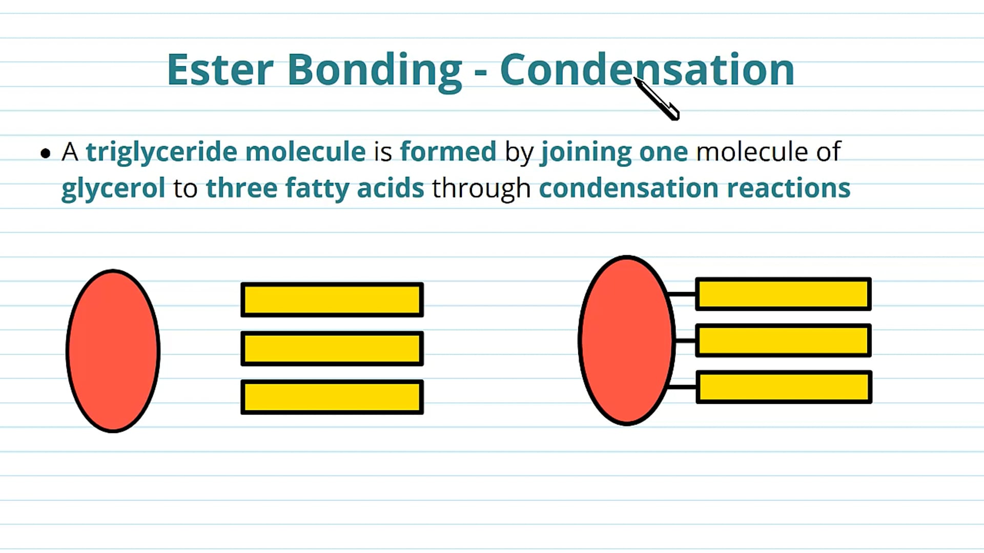 Ester Bonding in Triglycerides
