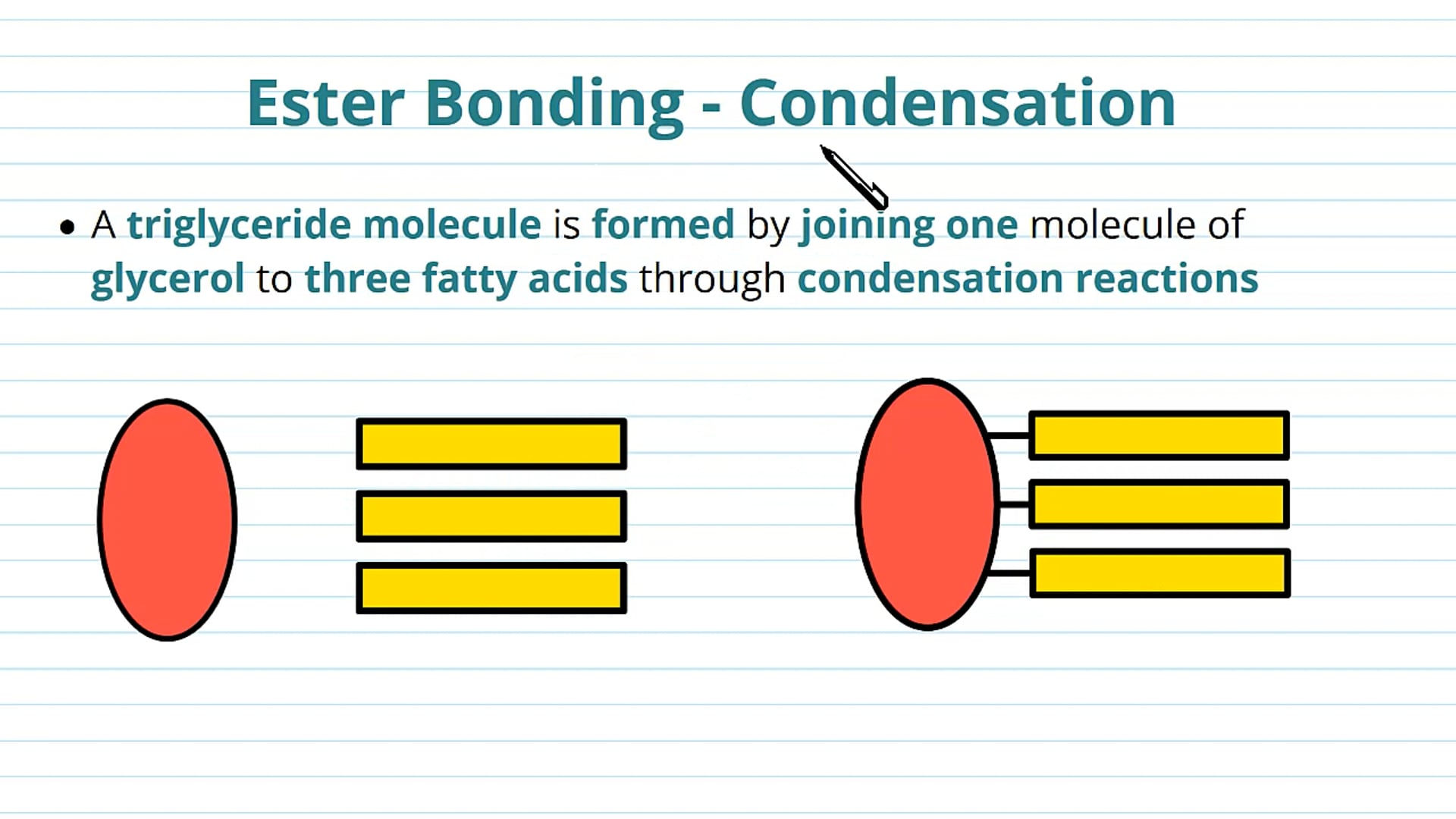 Ester Bonding in Triglycerides