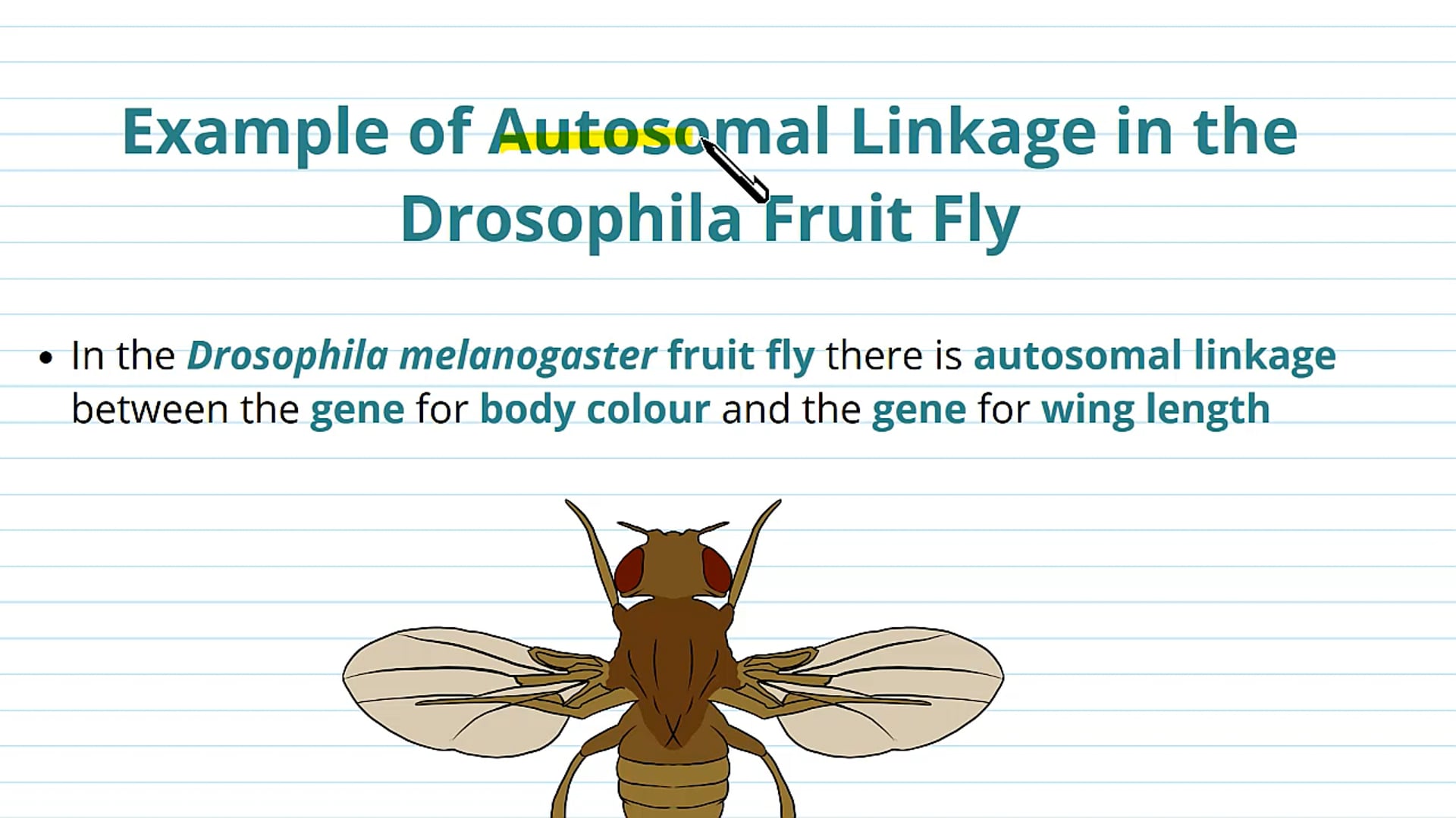 Example Of Autosomal Linkage in the Drosophila Fruit Fly