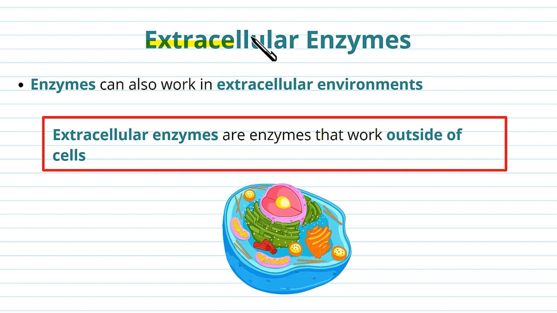 Extracellular Enzymes