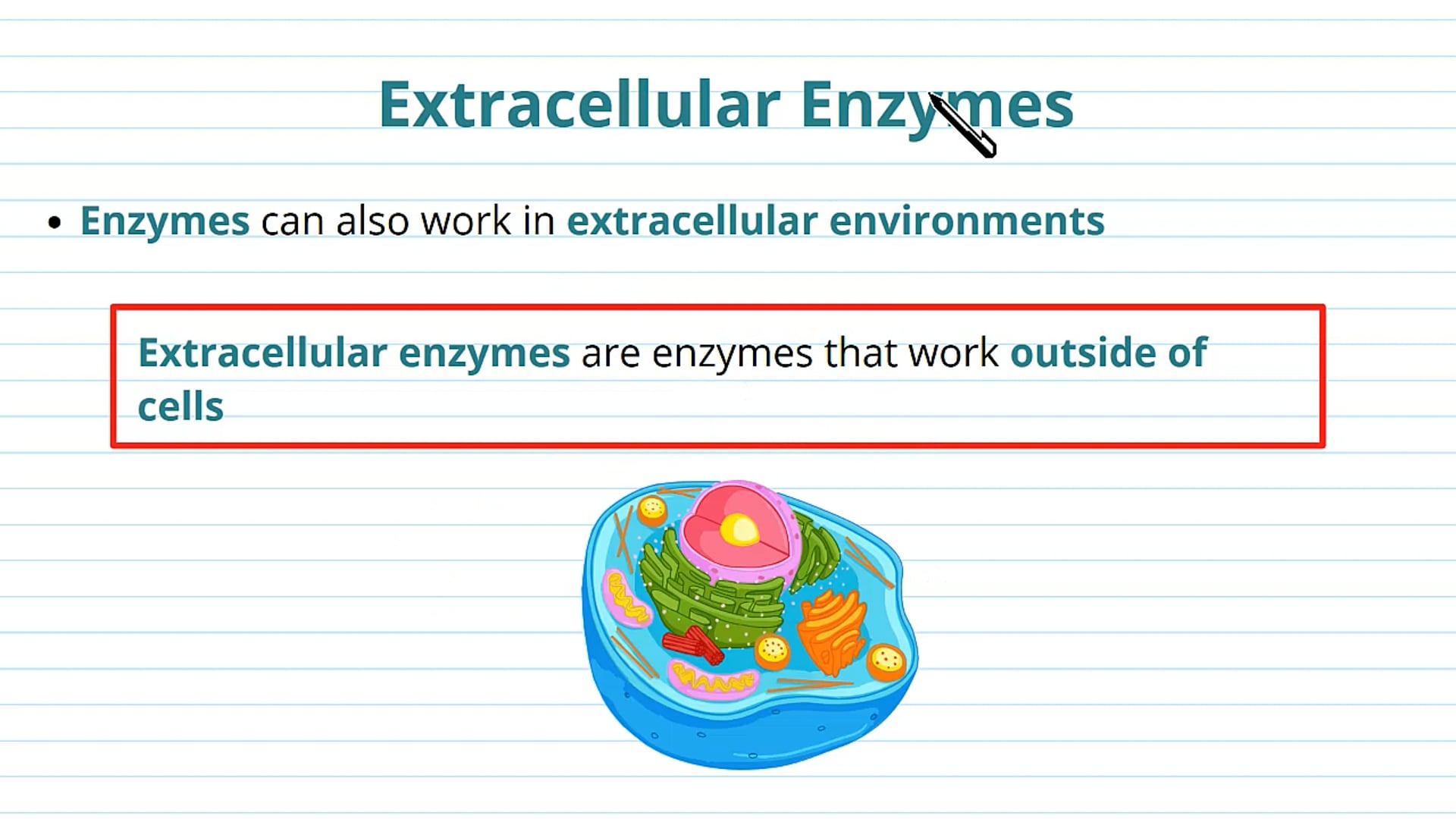 Extracellular Enzymes