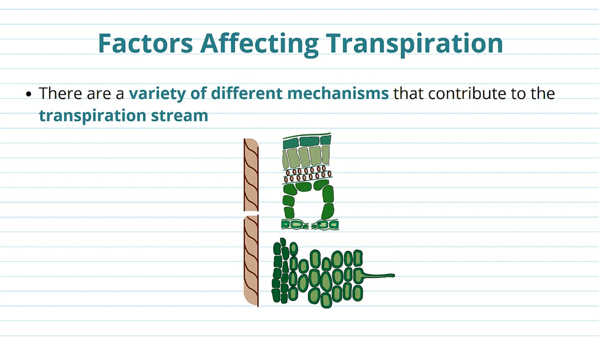 Factors Affecting Transpiration Rate