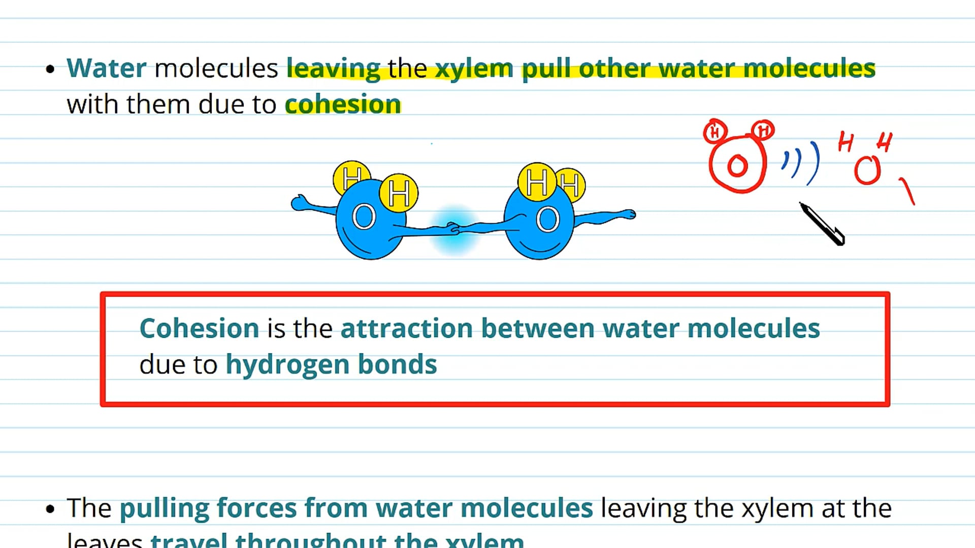 Factors Allowing Transpiration