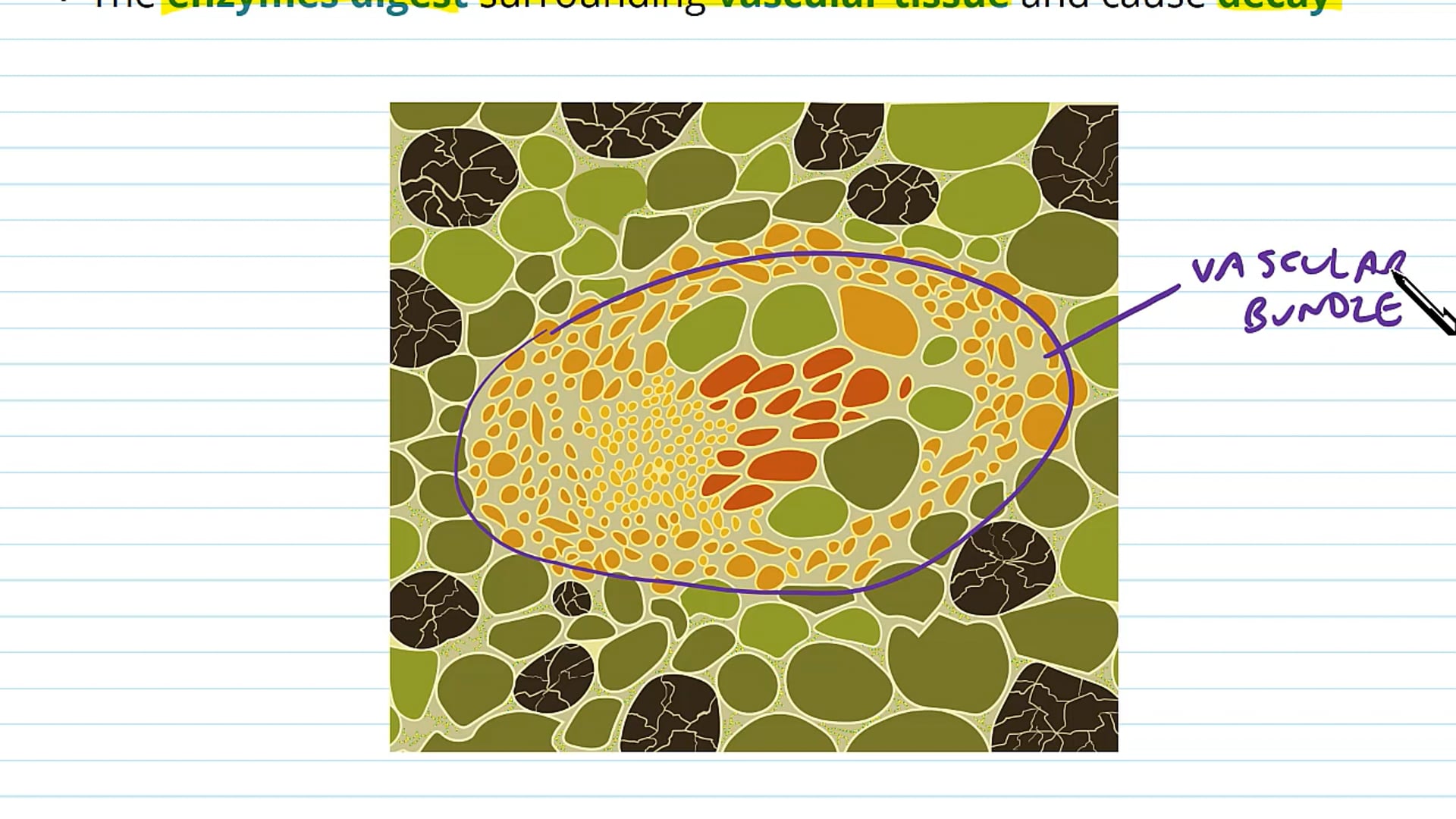 Fungal Pathogens