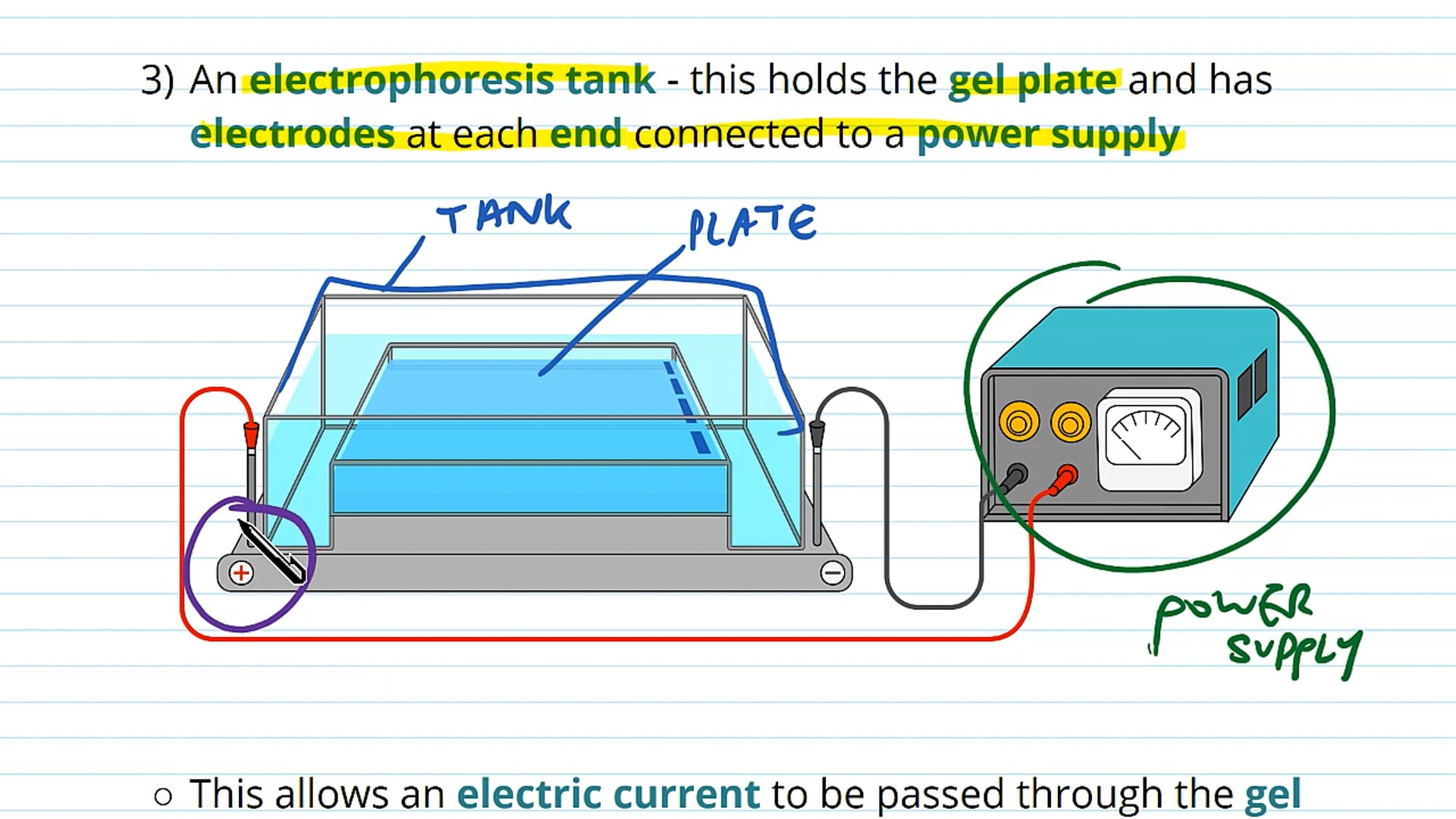 Gel Electrophoresis: Separation of DNA Fragments