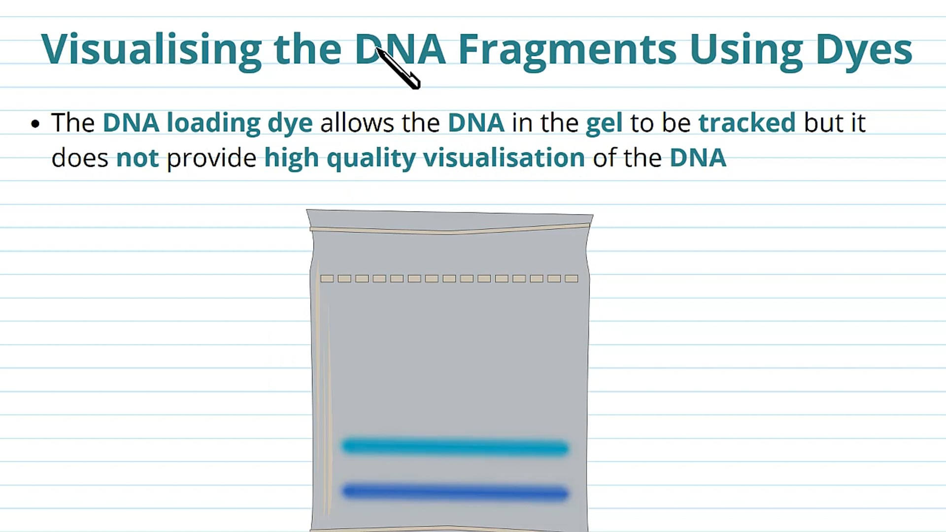 Gel Electrophoresis: Visualisation of DNA Fragments