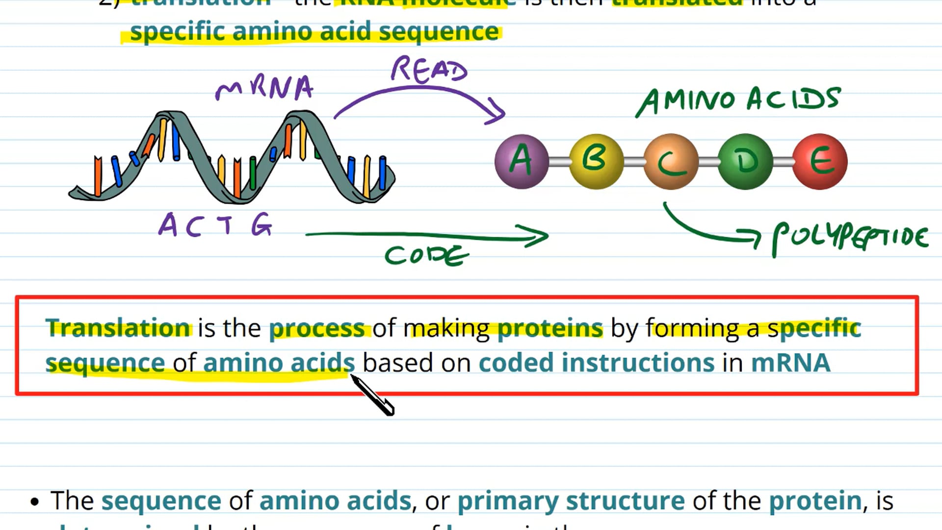 Genes and Protein Synthesis