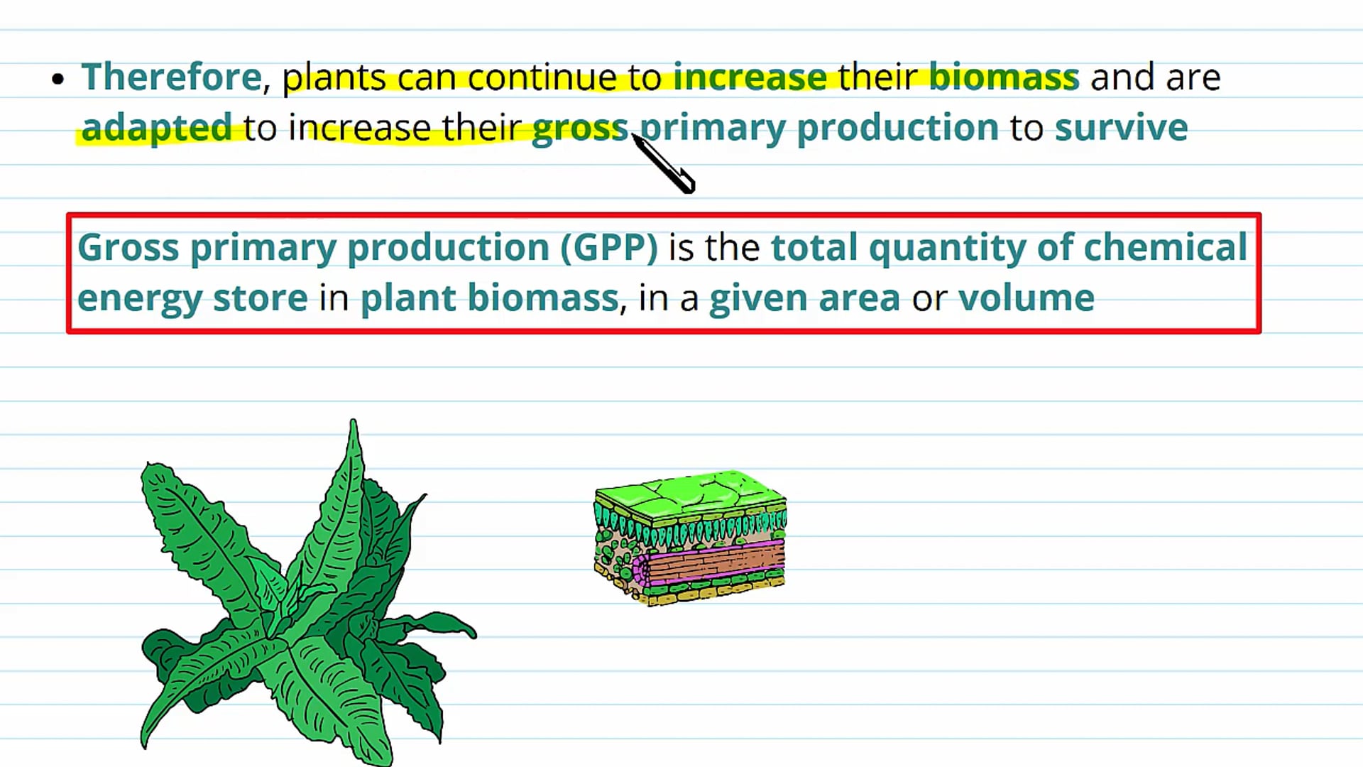 Gross Primary Production