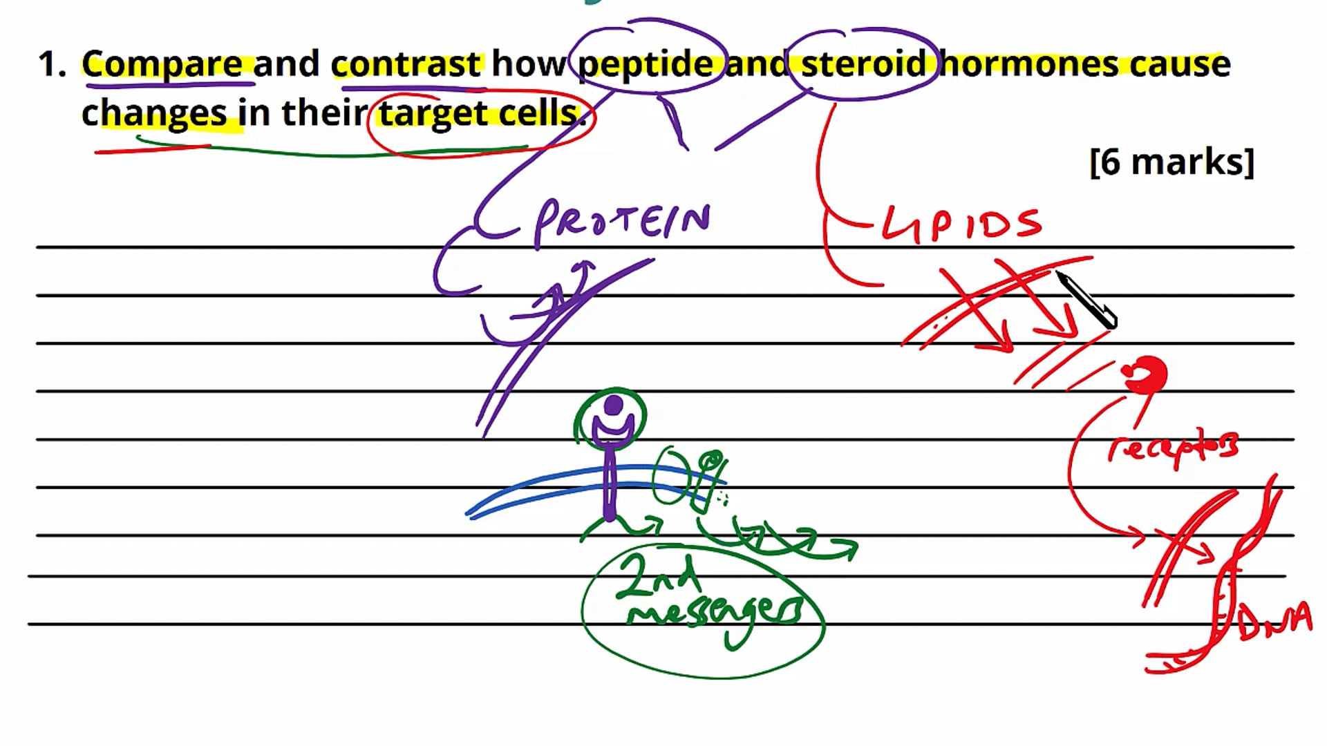 Hormones Exam Question