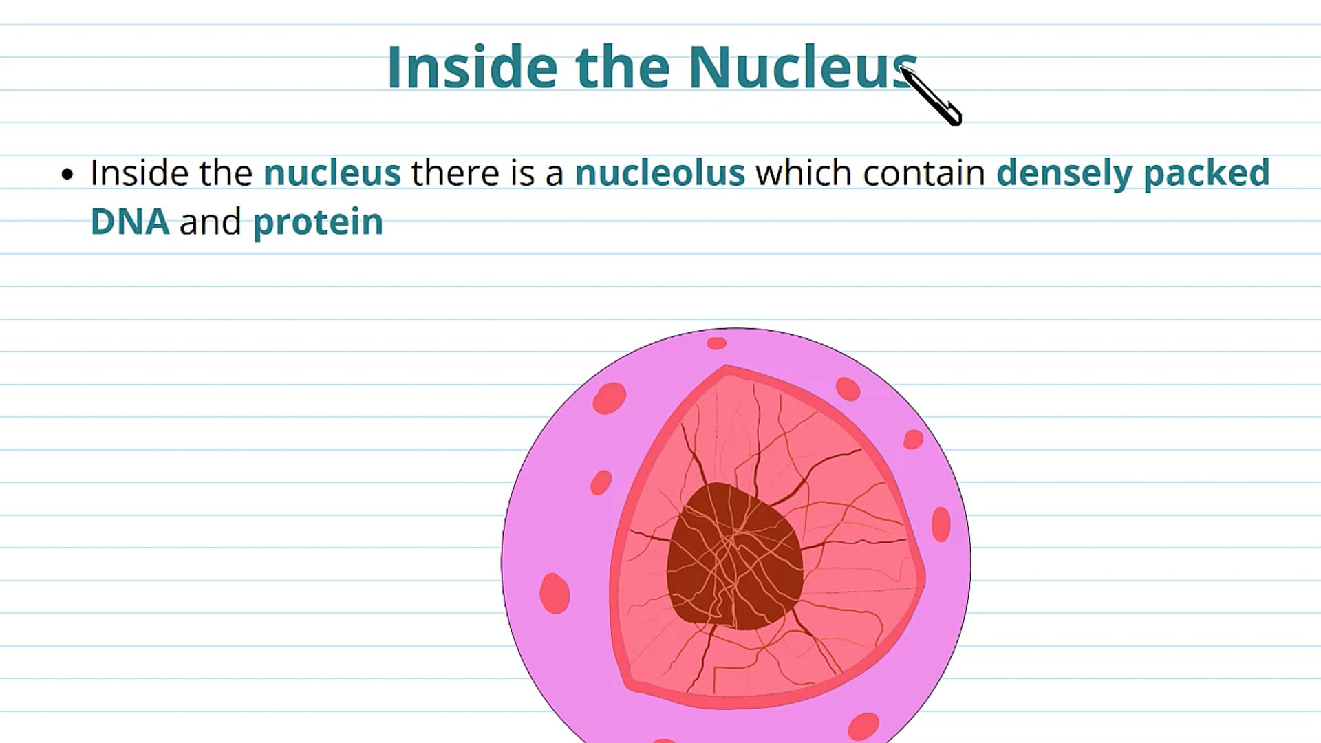 Inside the Nucleus and the Ribosomes