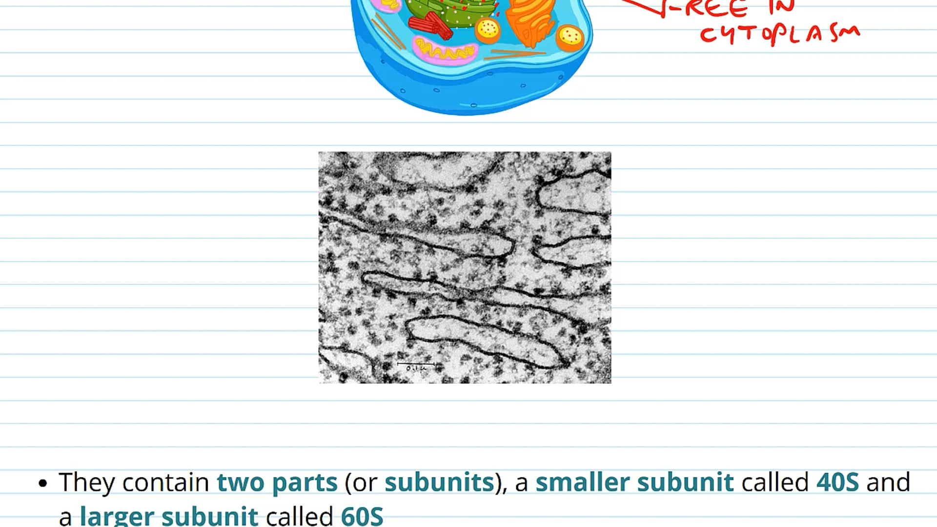 Inside the Nucleus and the Ribosomes