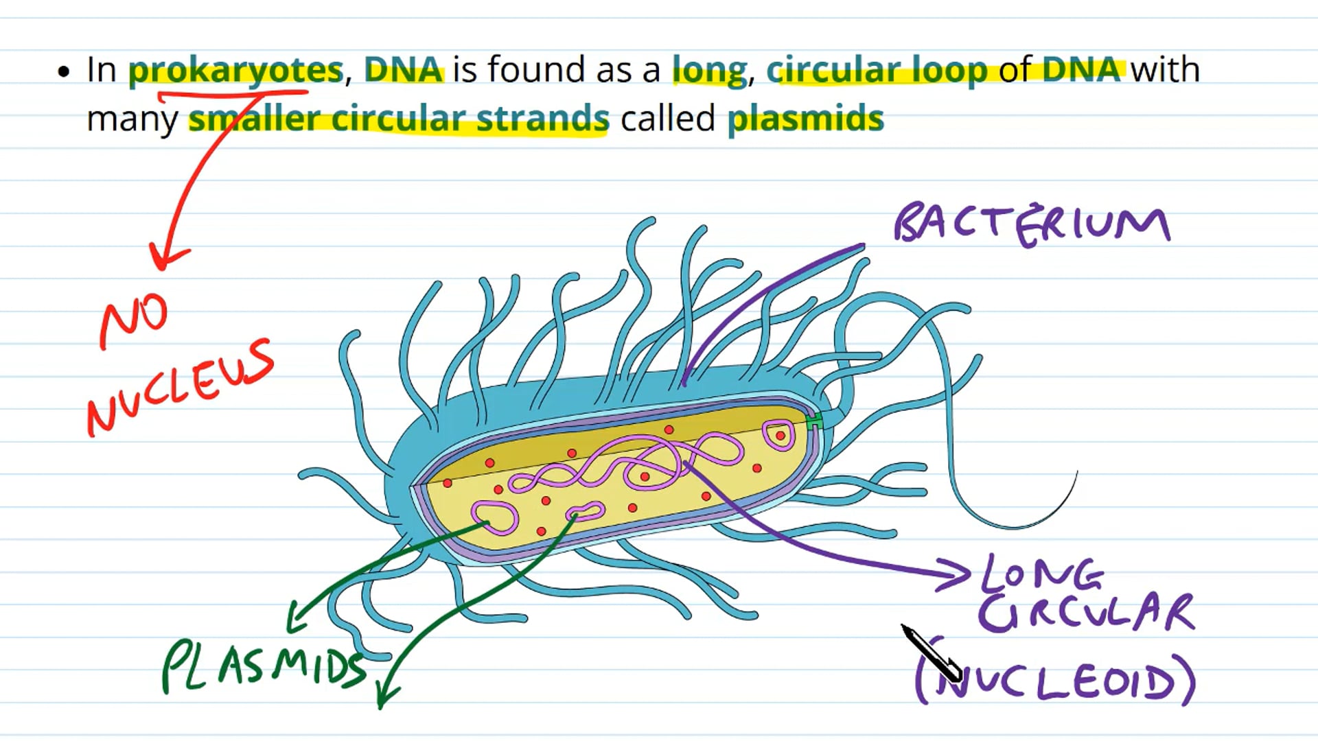 Introducing DNA Replication
