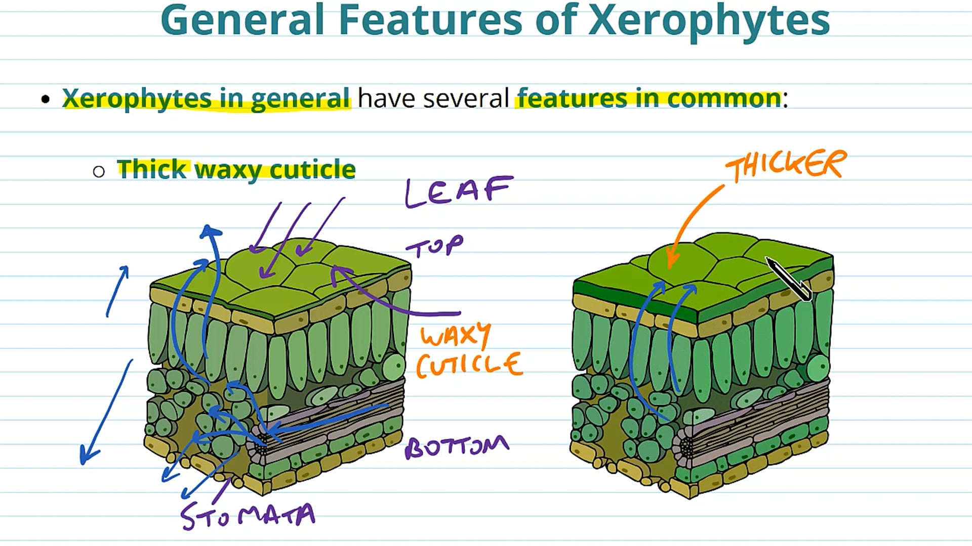 Introduction to Xerophytes