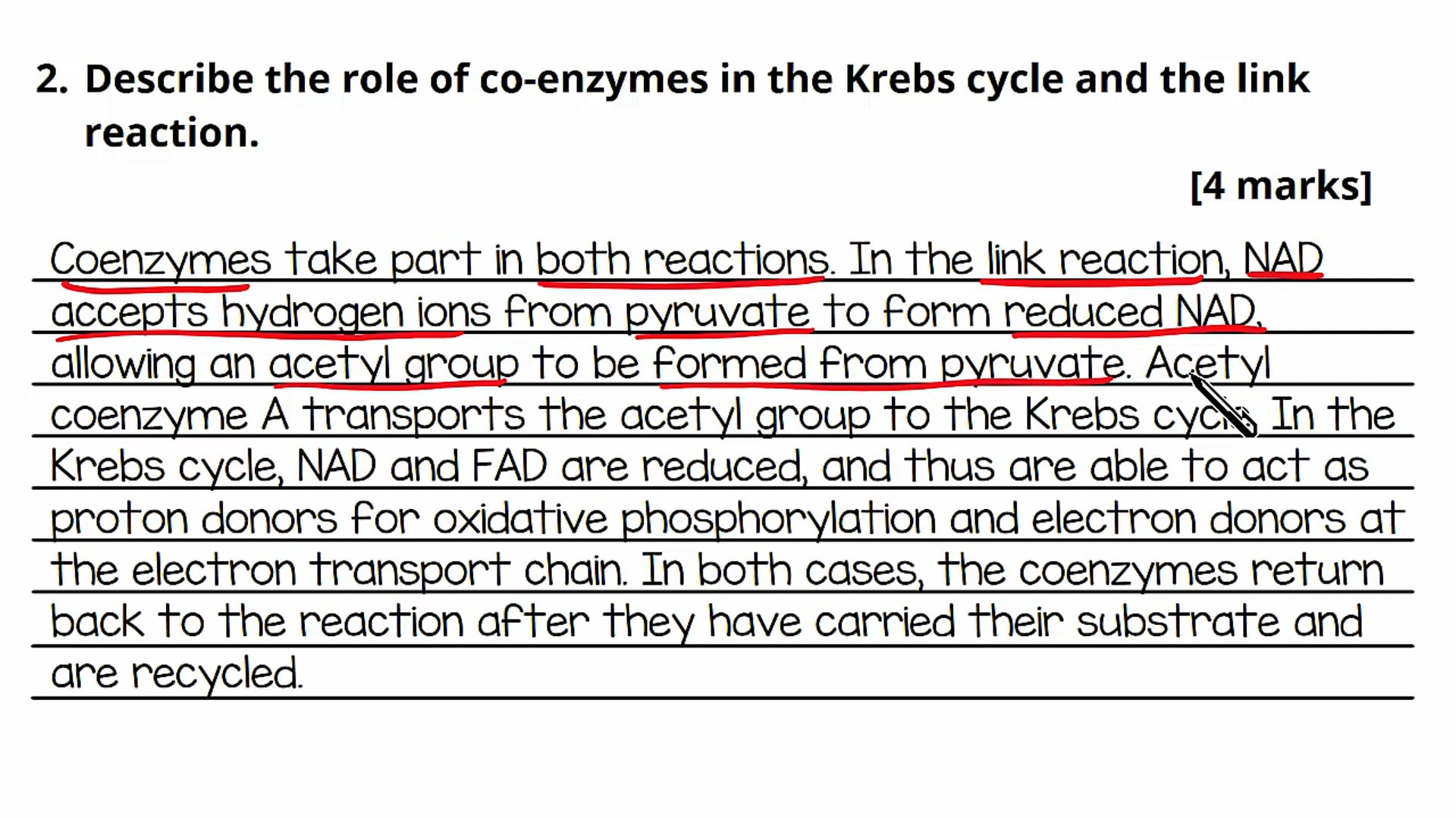 Link Reaction and Krebs Cycle Exam Question