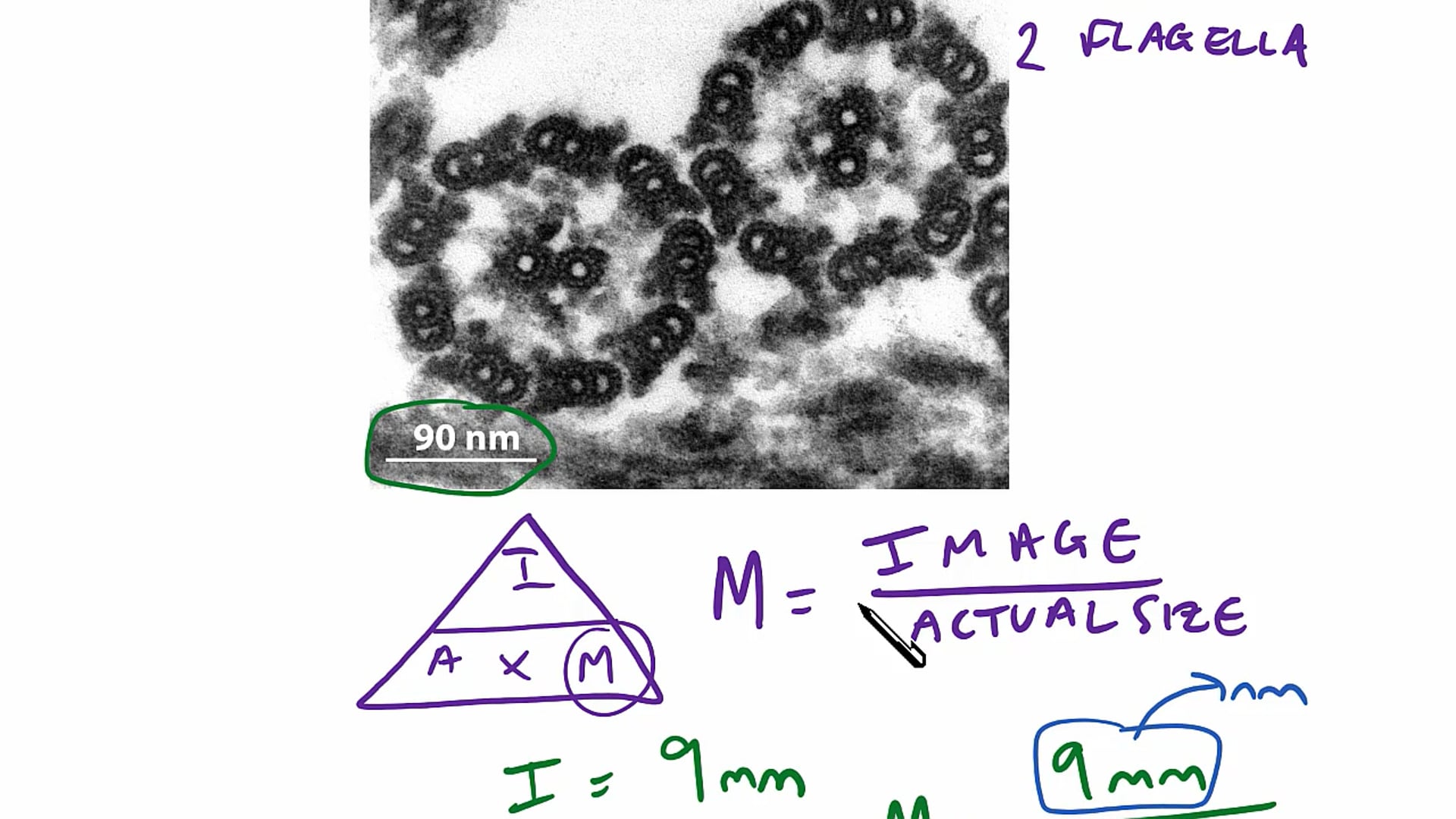 Microscopes Exam Question