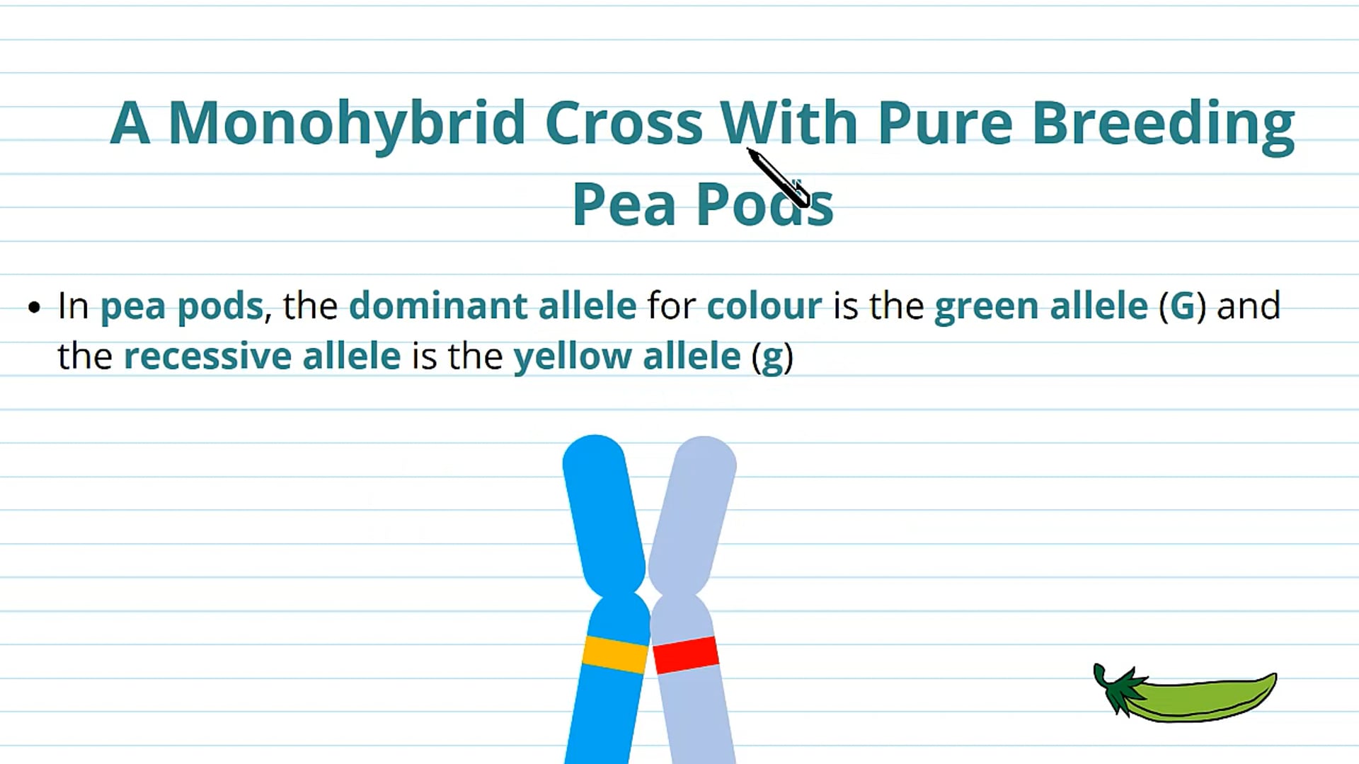 Monohybrid Crosses